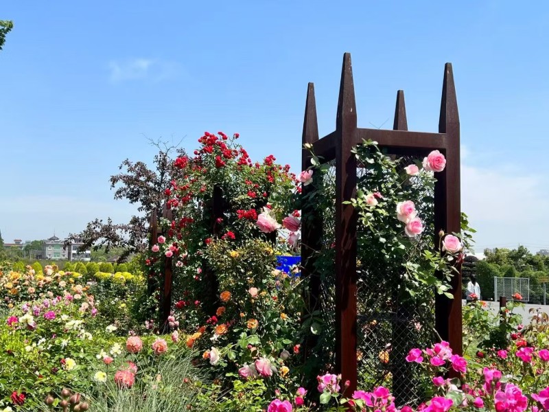 华建耐候钢爬藤花架 – 园林景观锈钢板廊架定制